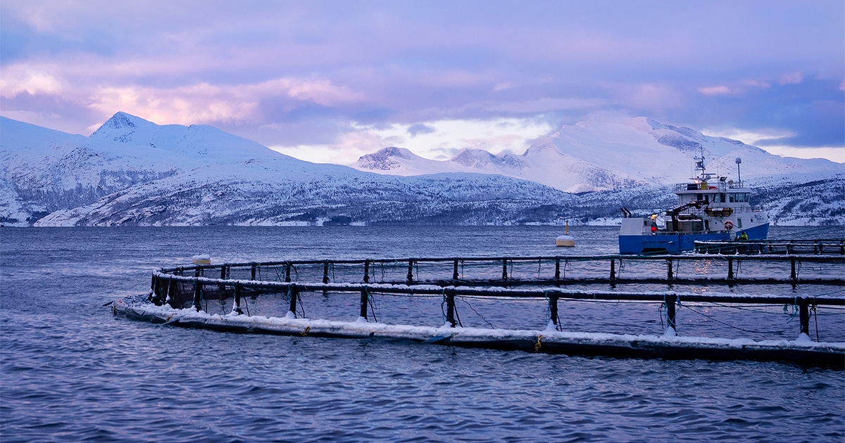Alphabet X's Tidal Spins Out with AI and Computer Vision for Salmon F
