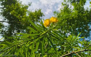 Nothing Phone (2a) Plus