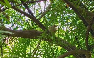 Nothing Phone (2a) Plus