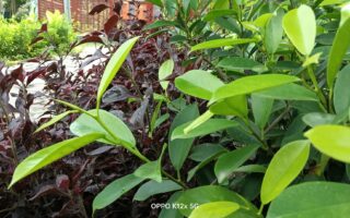 OPPO K12X 5G Smartphone Review: Budget-Friendly 5G Phone with Impressive Features 8 OPPO K12X 5G