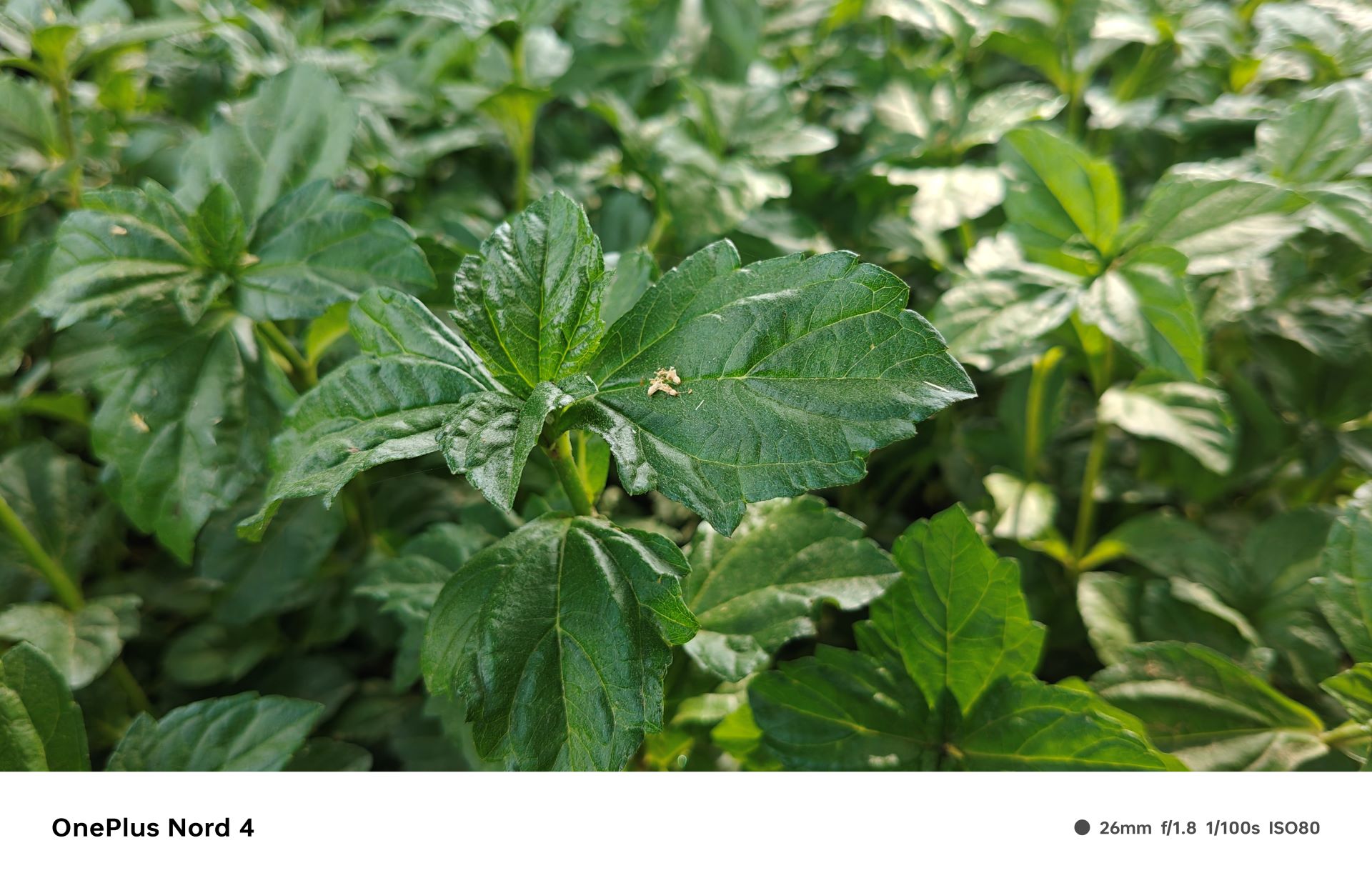 OnePlus Nord 4 Review