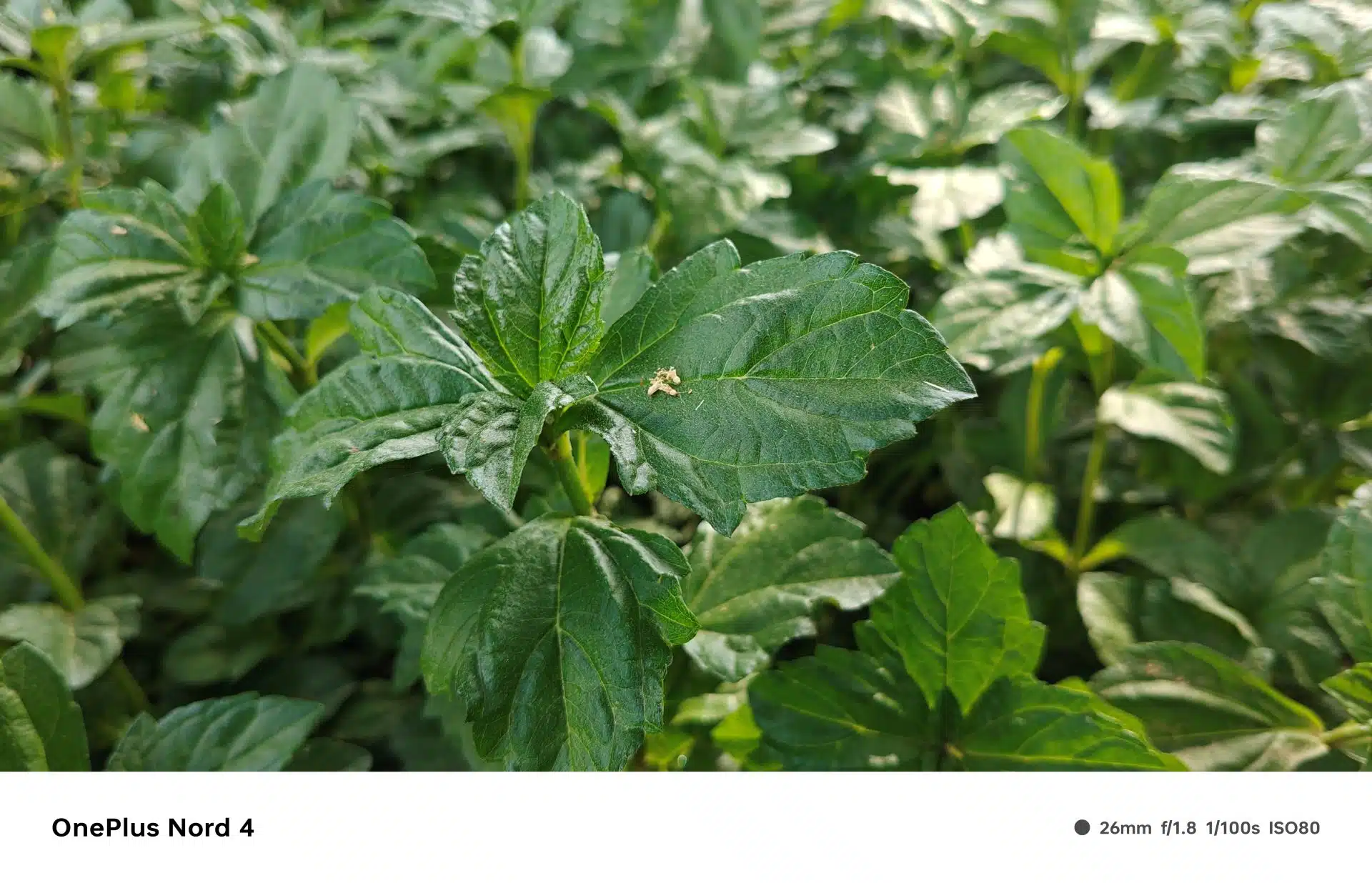 OnePlus Nord 4 Review