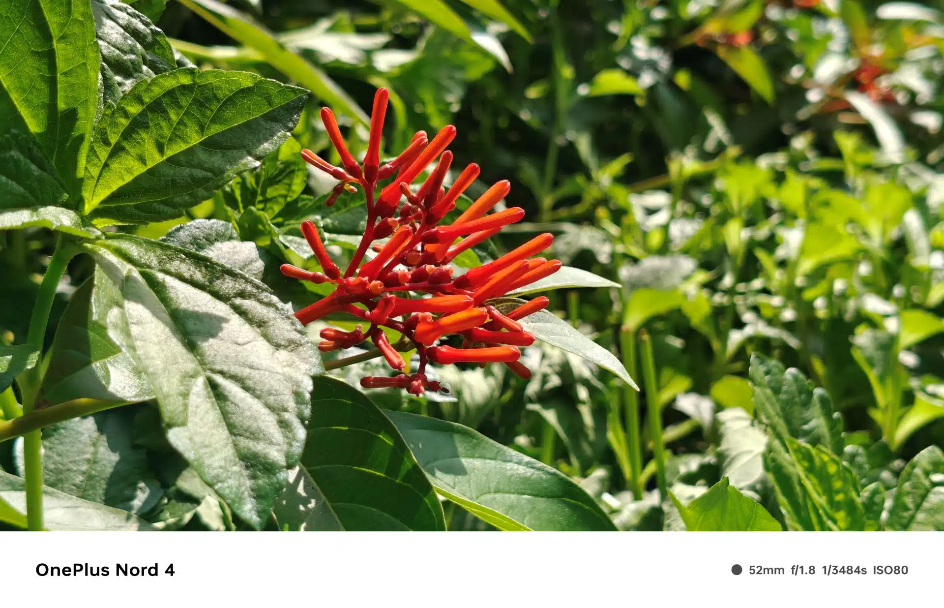 OnePlus Nord 4 Review