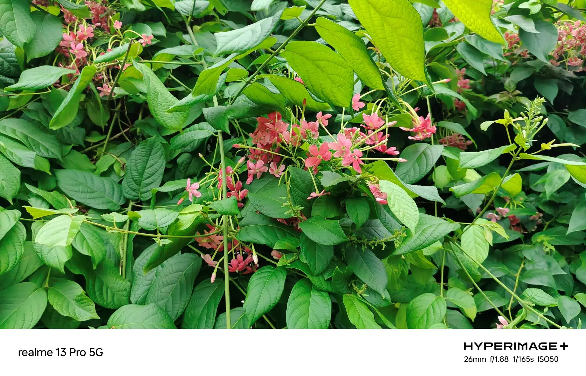 realme 13 Pro Camera Samples (3)