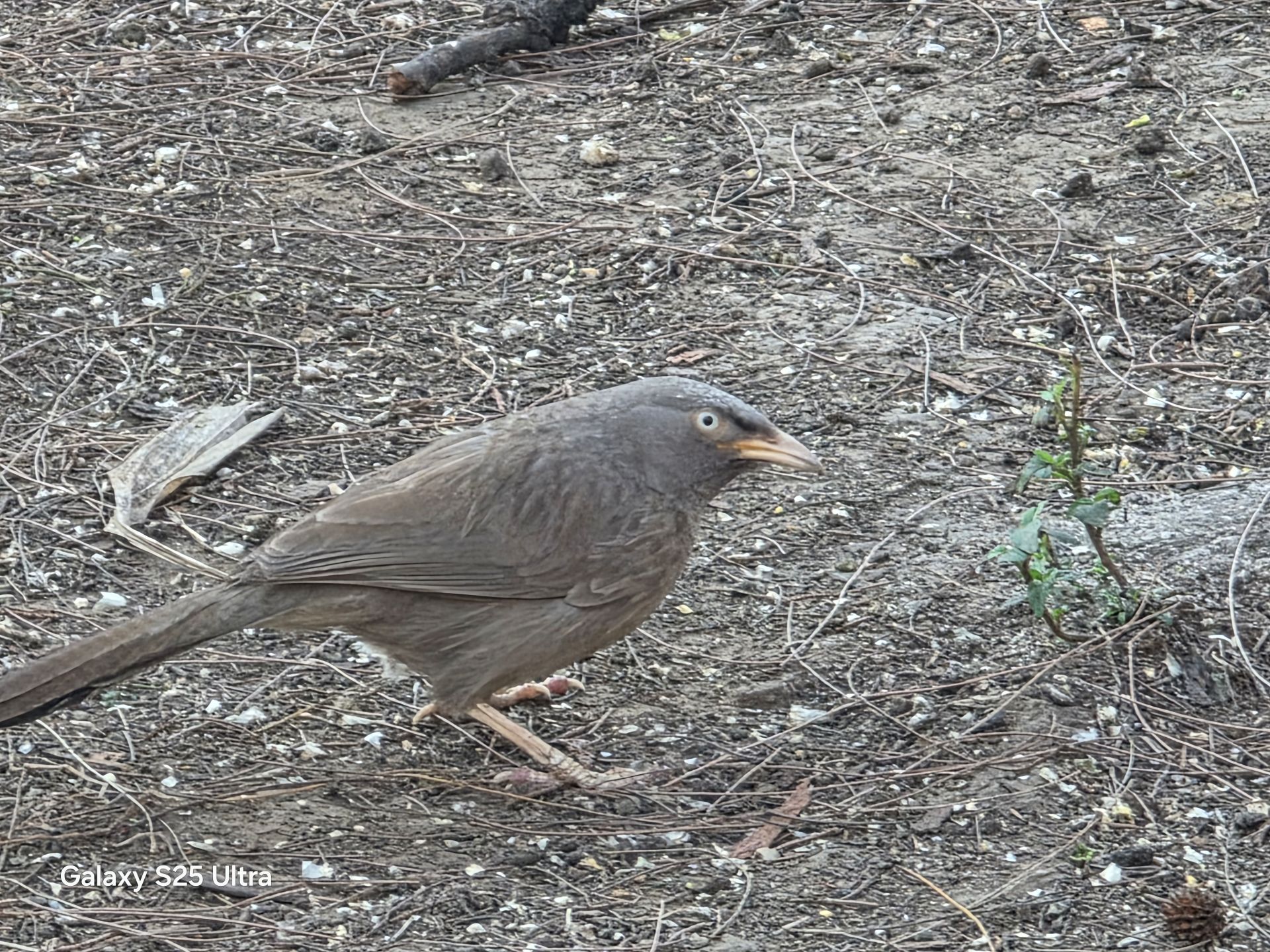 Samsung Galaxy S25 Ultra Review: A Masterclass in Smartphone AI Innovation 11 Samsung Galaxy S25 Ultra Review