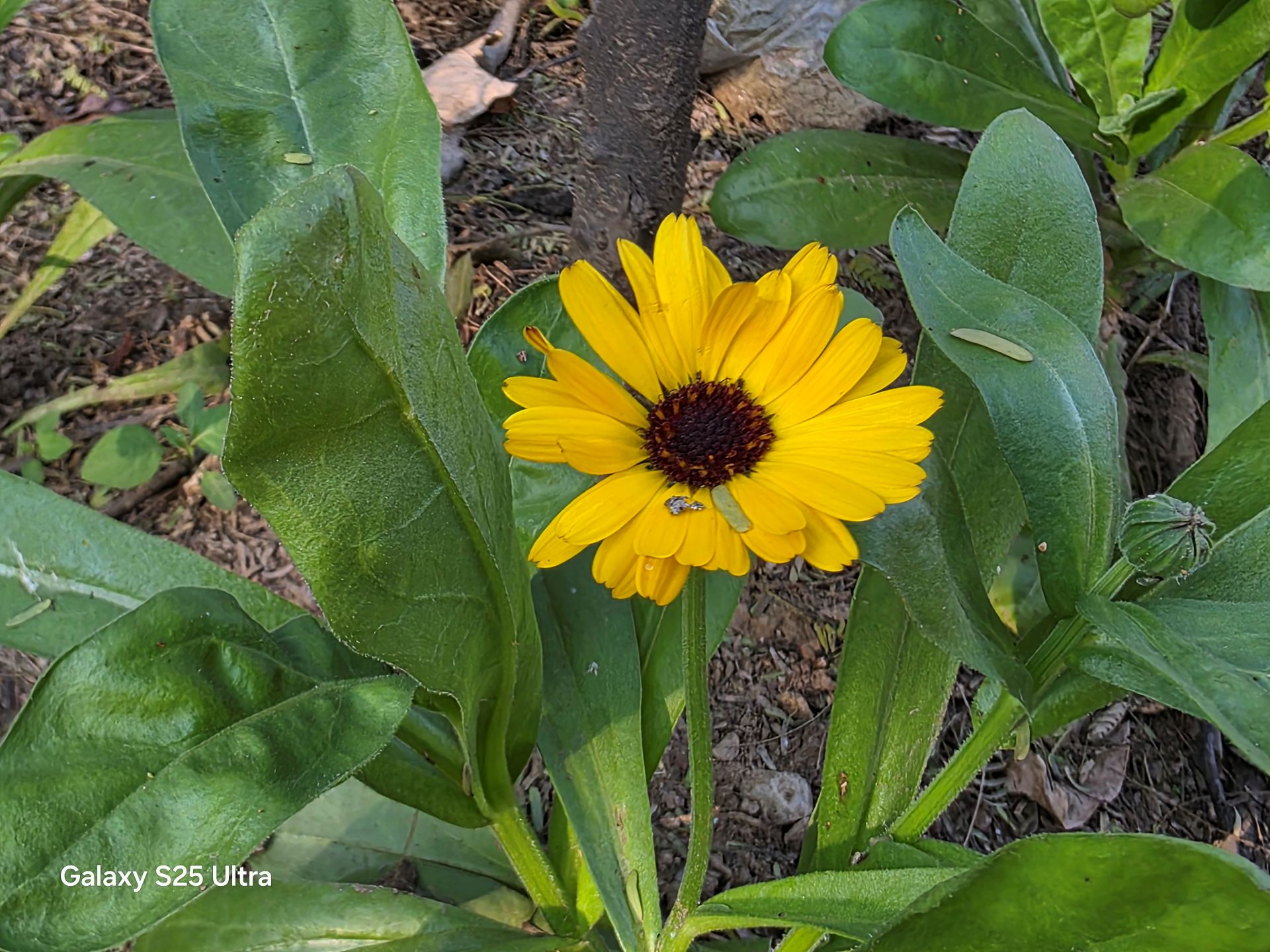 Samsung Galaxy S25 Ultra Review: A Masterclass in Smartphone AI Innovation 9 Samsung Galaxy S25 Ultra Review