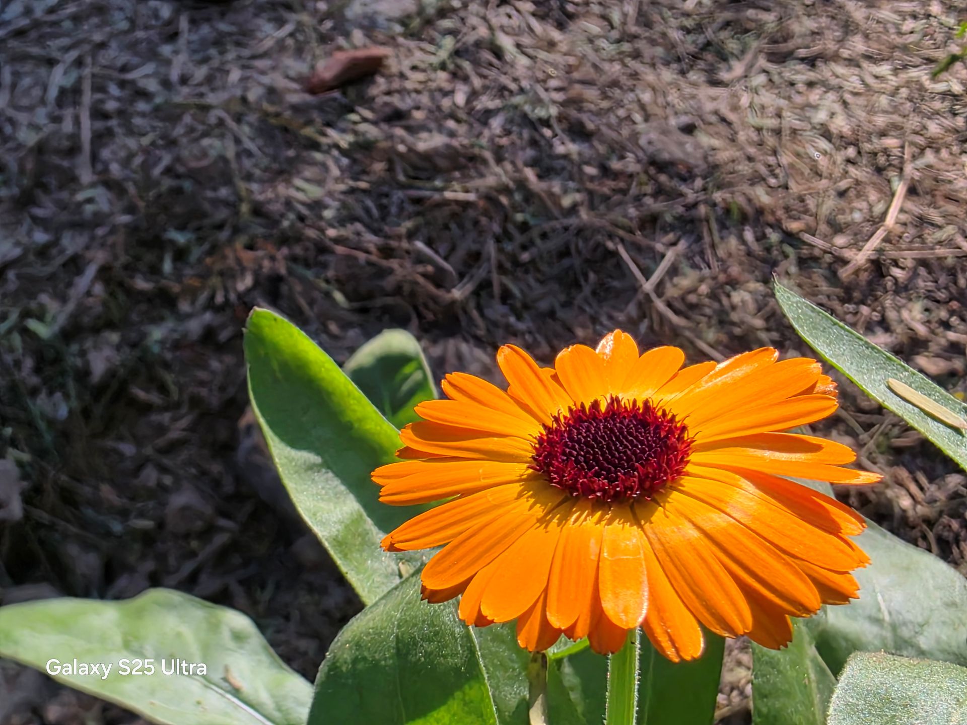 Samsung Galaxy S25 Ultra Review: A Masterclass in Smartphone AI Innovation 7 Samsung Galaxy S25 Ultra Review