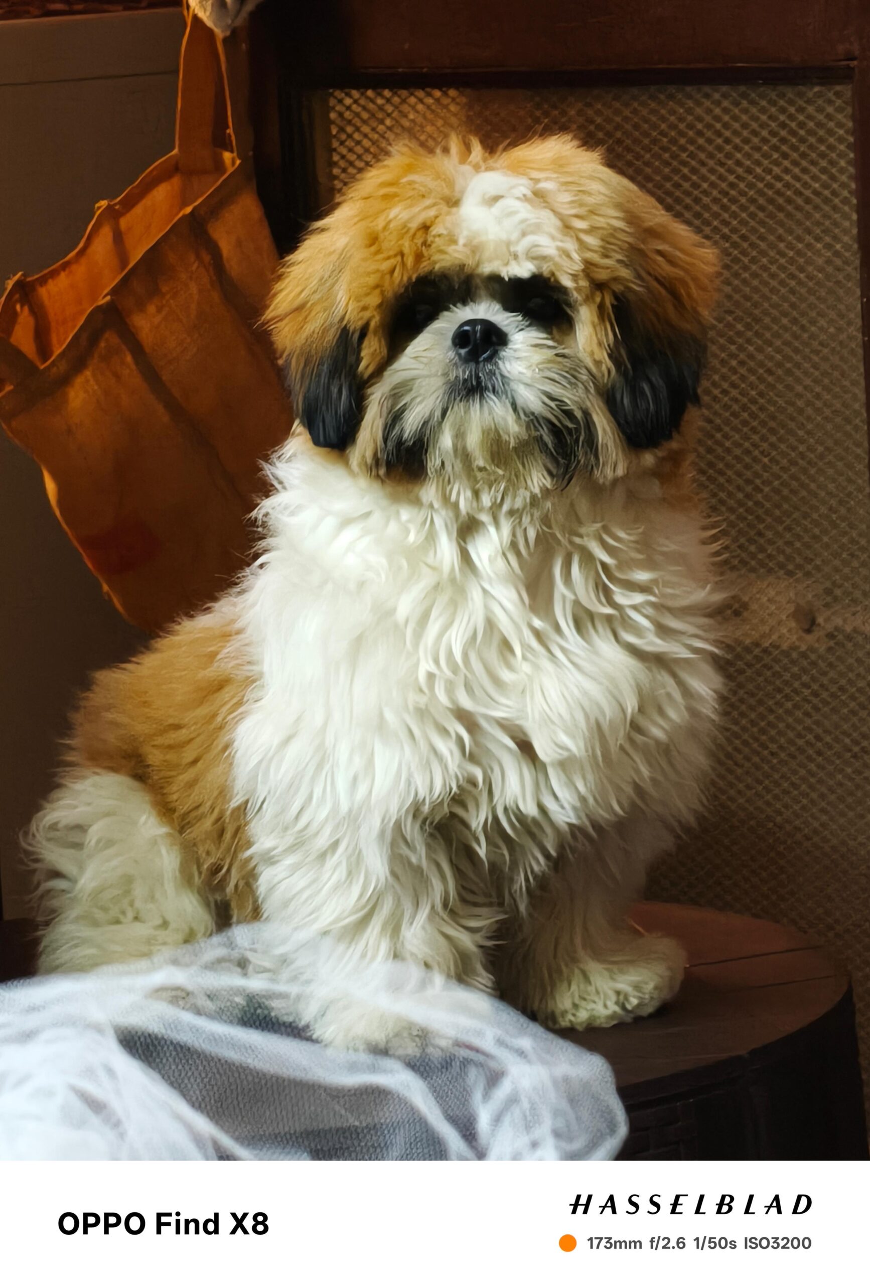 OPPO Find X8 Camera Samples