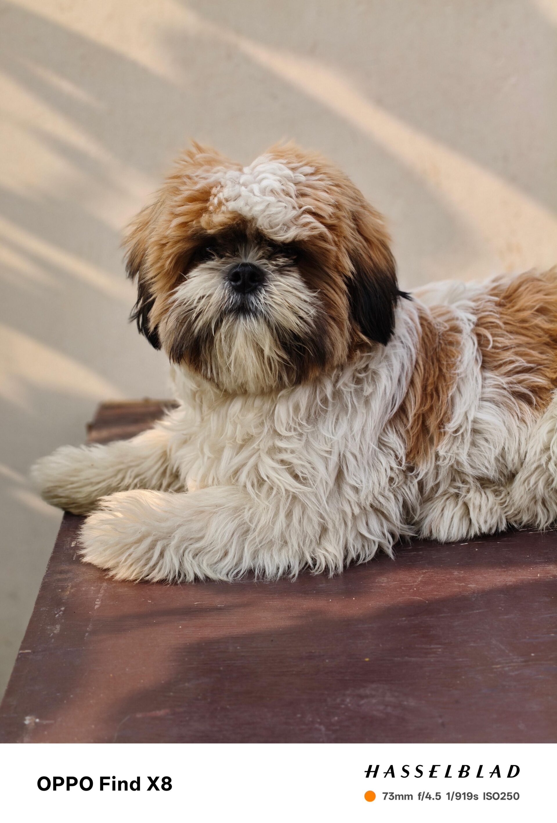 OPPO Find X8 Camera Samples