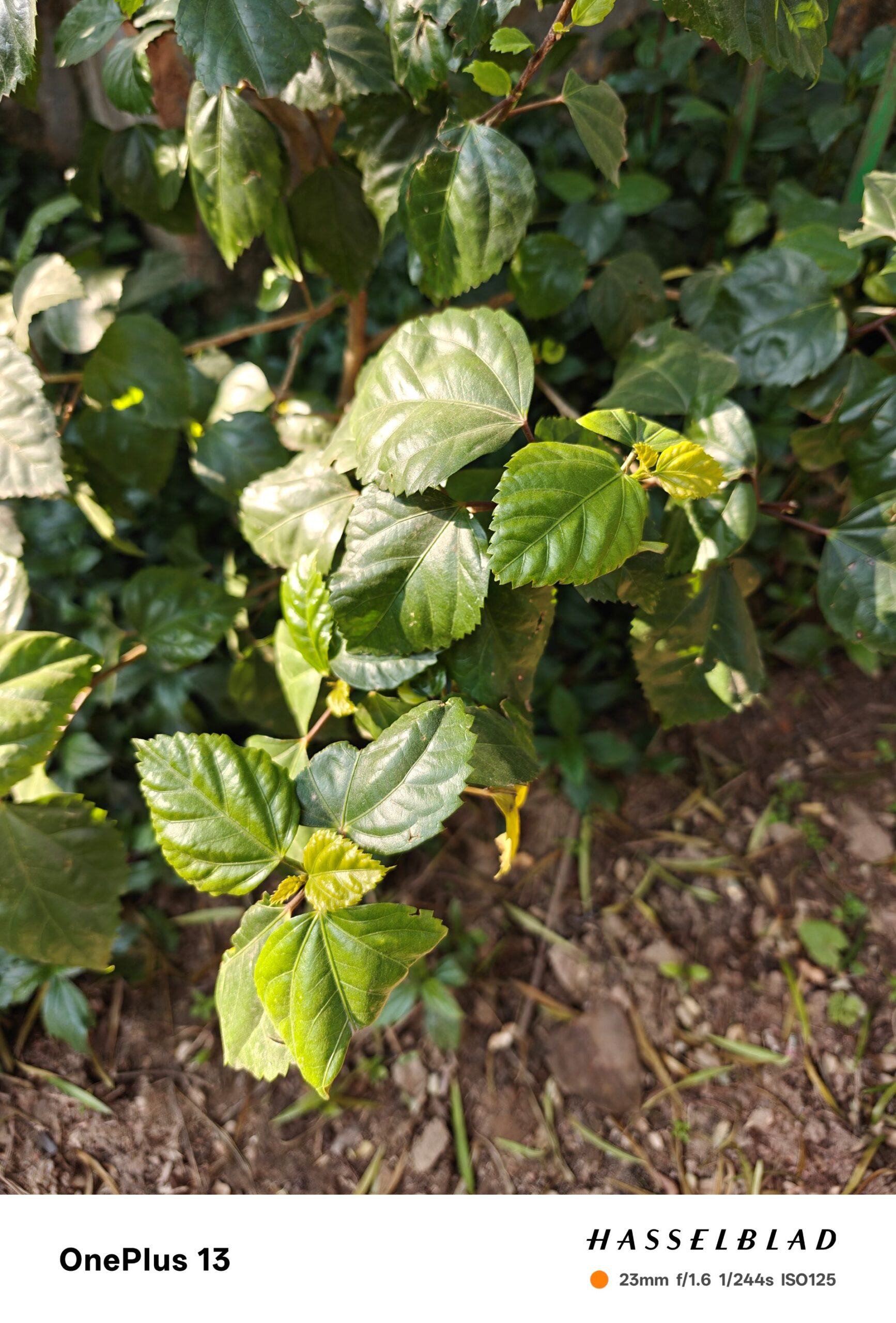 OnePlus 13 Review: Pushing the Boundaries of Flagship Excellence 10 OnePlus 13 Review