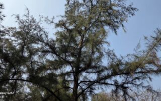 Samsung Galaxy S25+ Review: The Ultimate Powerhouse in Your Hands 15 Samsung S25+