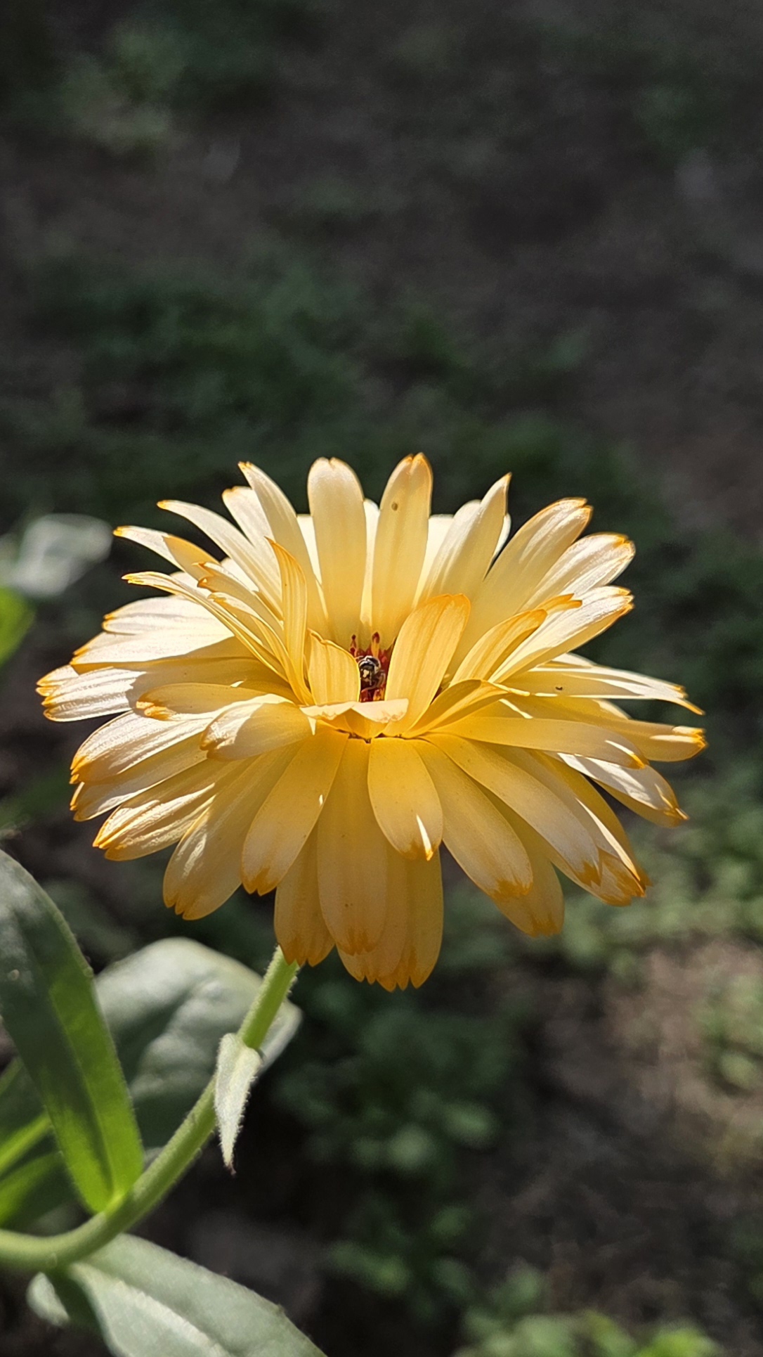 Samsung Galaxy S25: Is It the Best Compact Flagship of 2025? 8 Samsung Galaxy S25