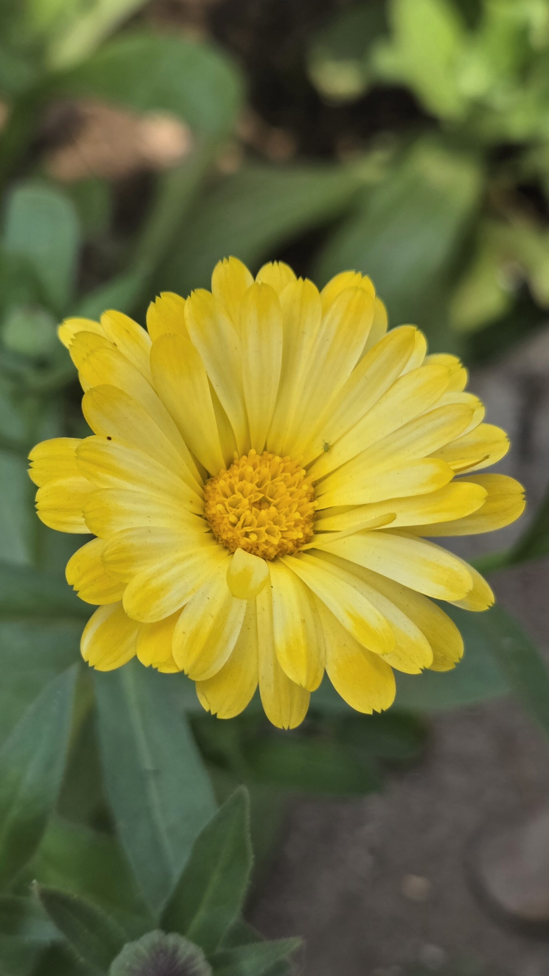 Samsung Galaxy S25: Is It the Best Compact Flagship of 2025? 13 Samsung Galaxy S25