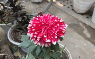 Samsung Galaxy S25+ Review: The Ultimate Powerhouse in Your Hands 10 Samsung S25+