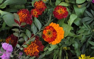 Samsung Galaxy S25+ Review: The Ultimate Powerhouse in Your Hands 16 Samsung S25+