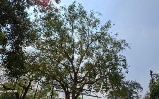 Samsung Galaxy A56 Review