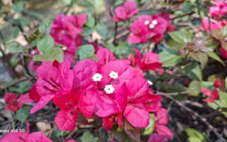 Samsung Galaxy A56 Review