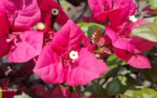 Samsung Galaxy A56 Review