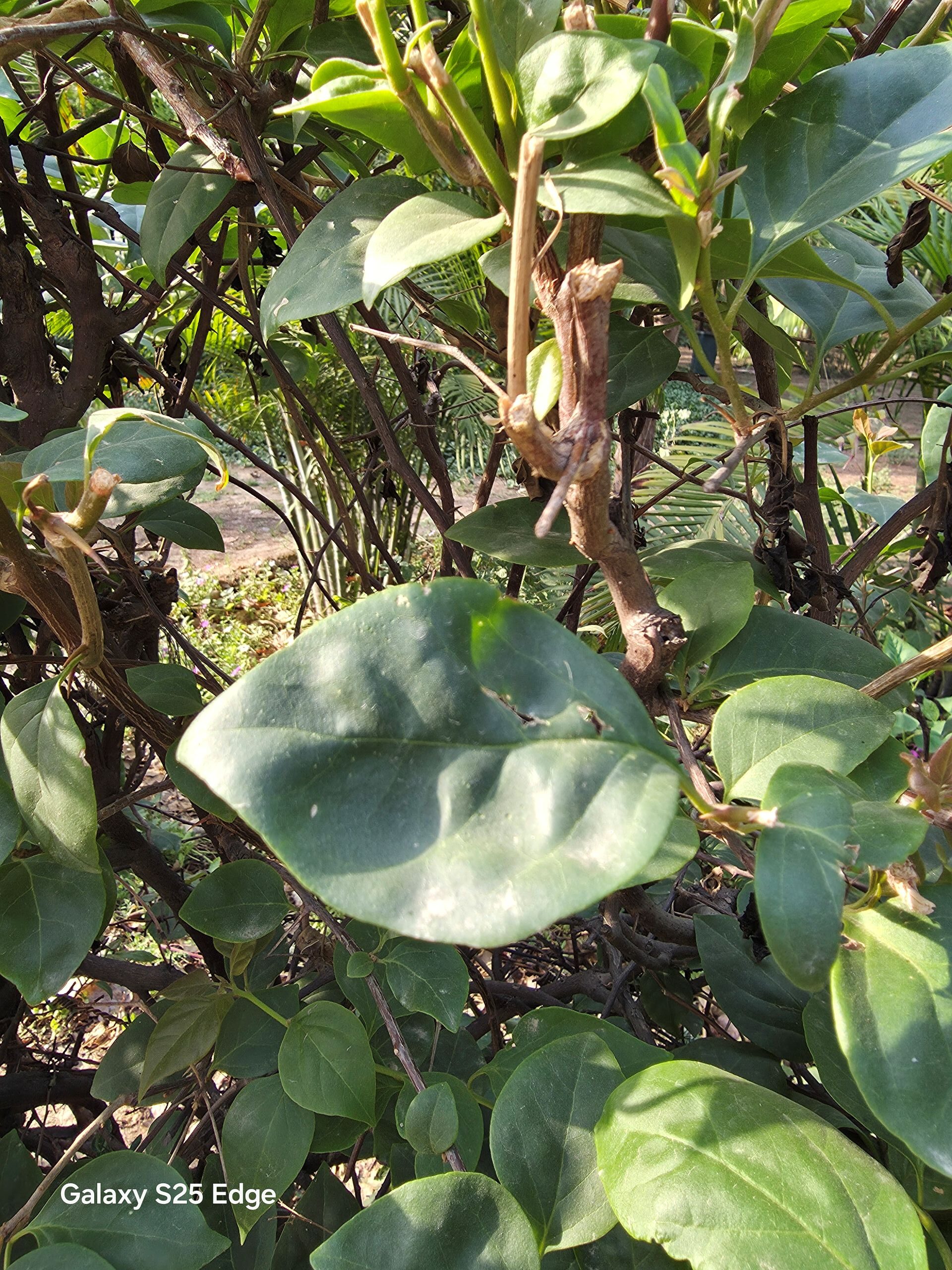 Samsung Galaxy S25 Edge Review: A Daily Driver's Perspective on Samsung's Ultra-Slim Flagship 9 S25 Edge Camera Samples (5)