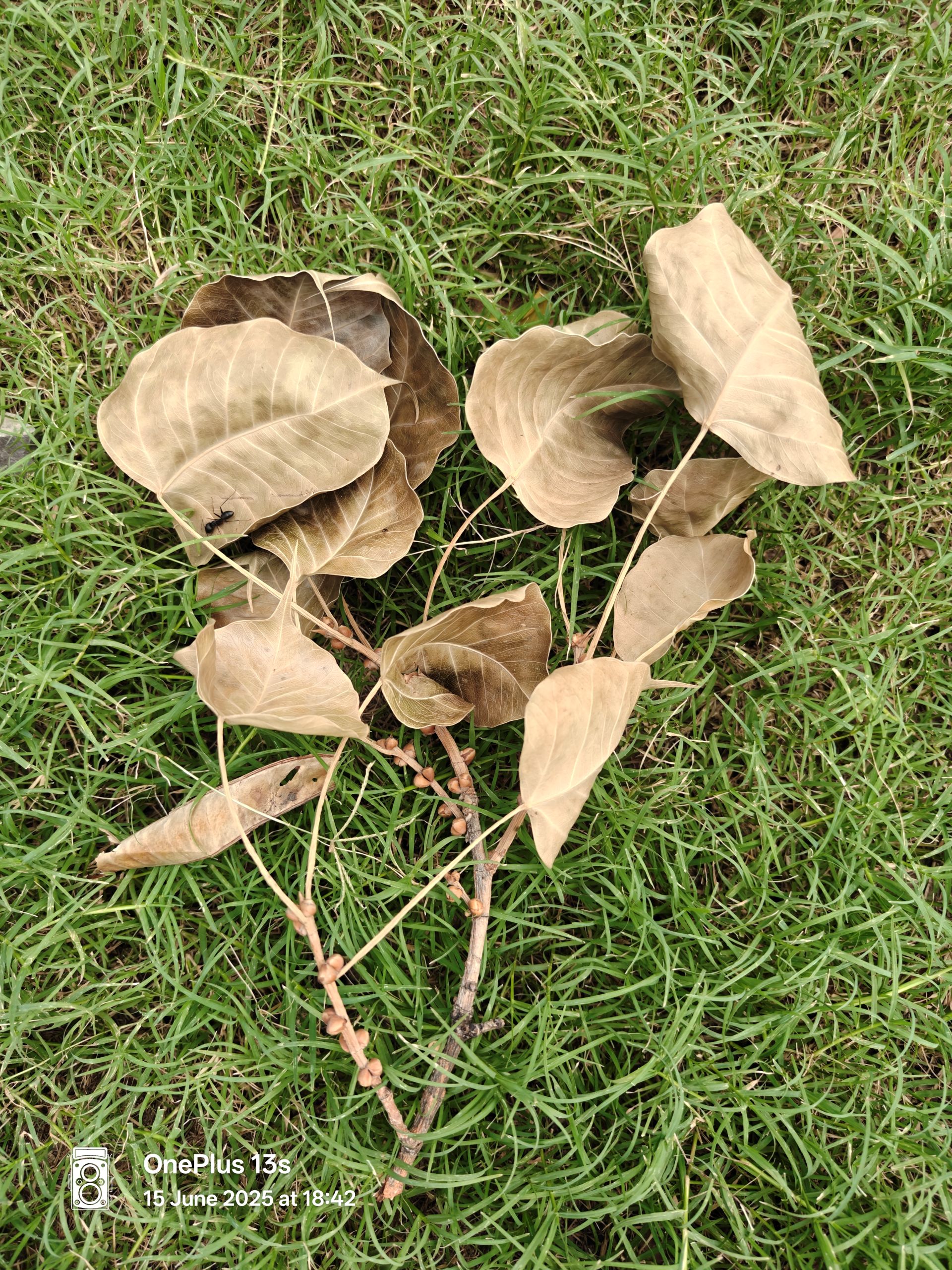 OnePlus 13s Review: Is It the Best Compact Android Phone of 2025? 15 OnePlus 13s Samples