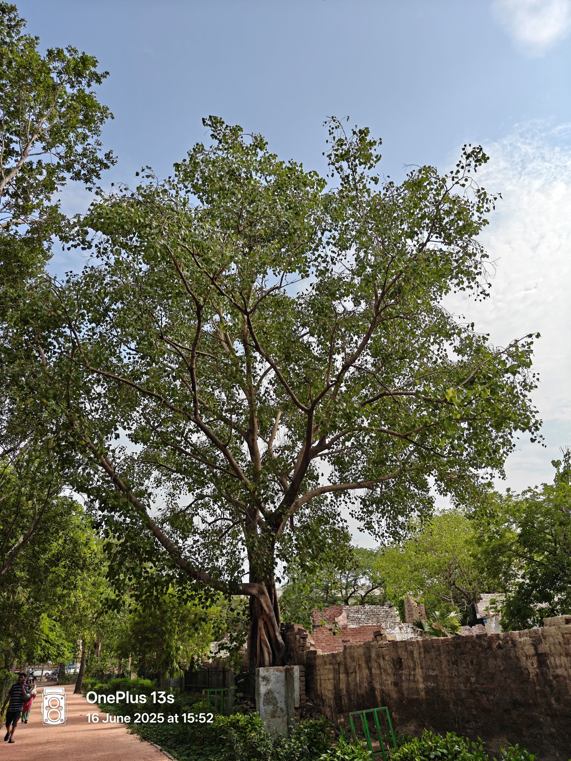 OnePlus 13s Review: Is It the Best Compact Android Phone of 2025? 16 OnePlus 13s Samples