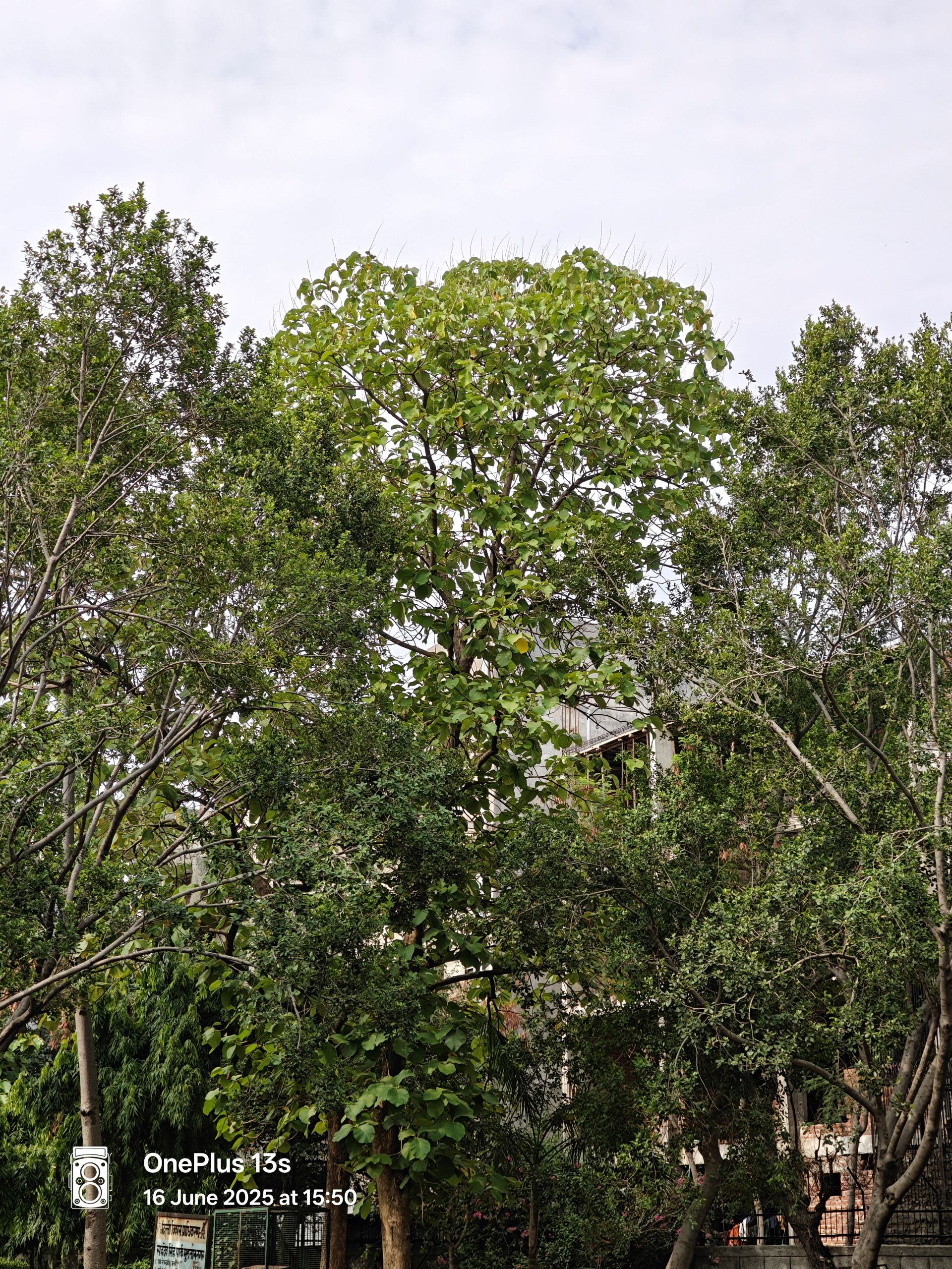 OnePlus 13s Review: Is It the Best Compact Android Phone of 2025? 12 OnePlus 13s Samples