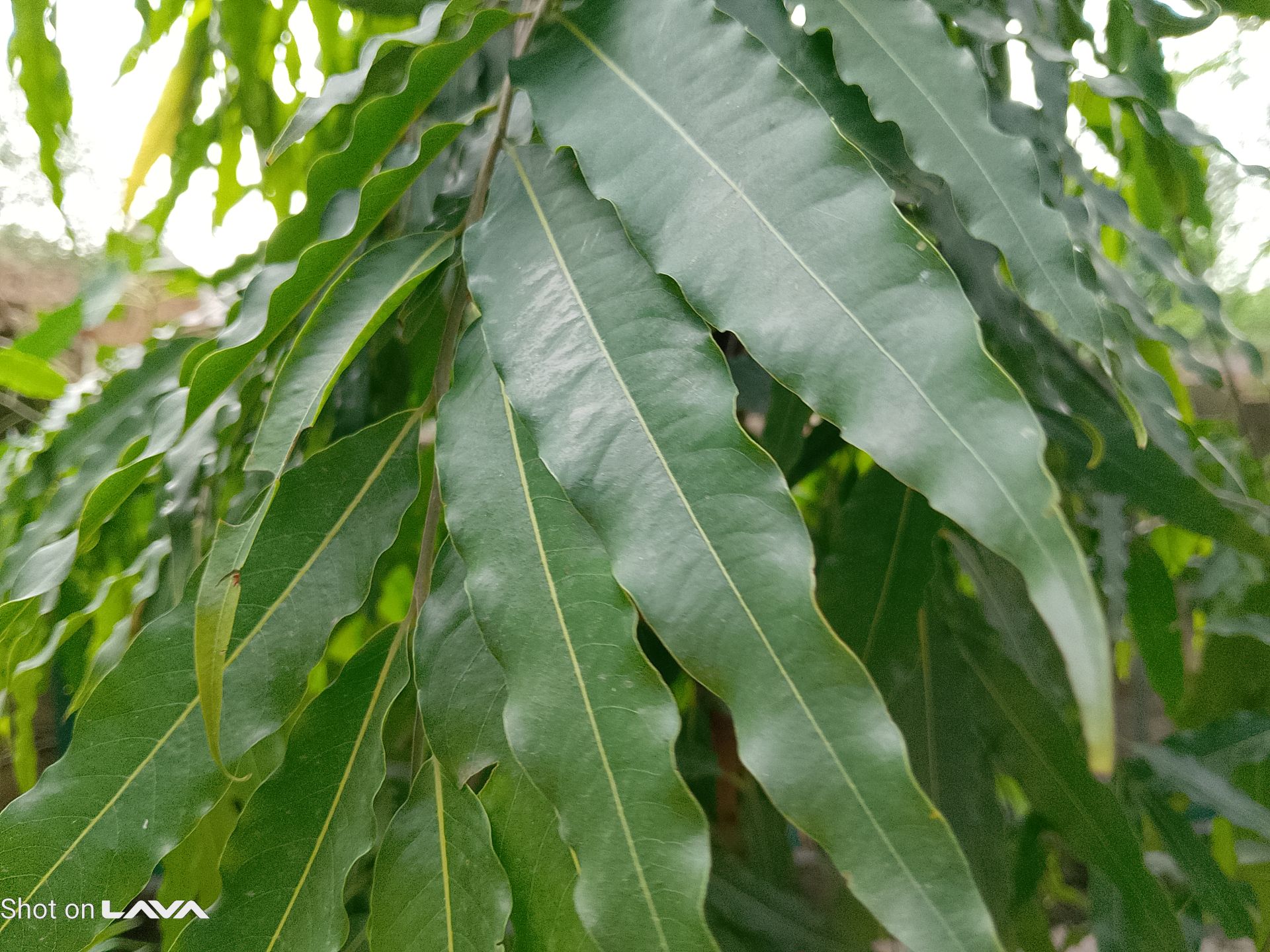 Lava Bold N1 Pro Review: A Budget Smartphone for Everyday Use 9 Lava Bold N1 Pro Camera Samples