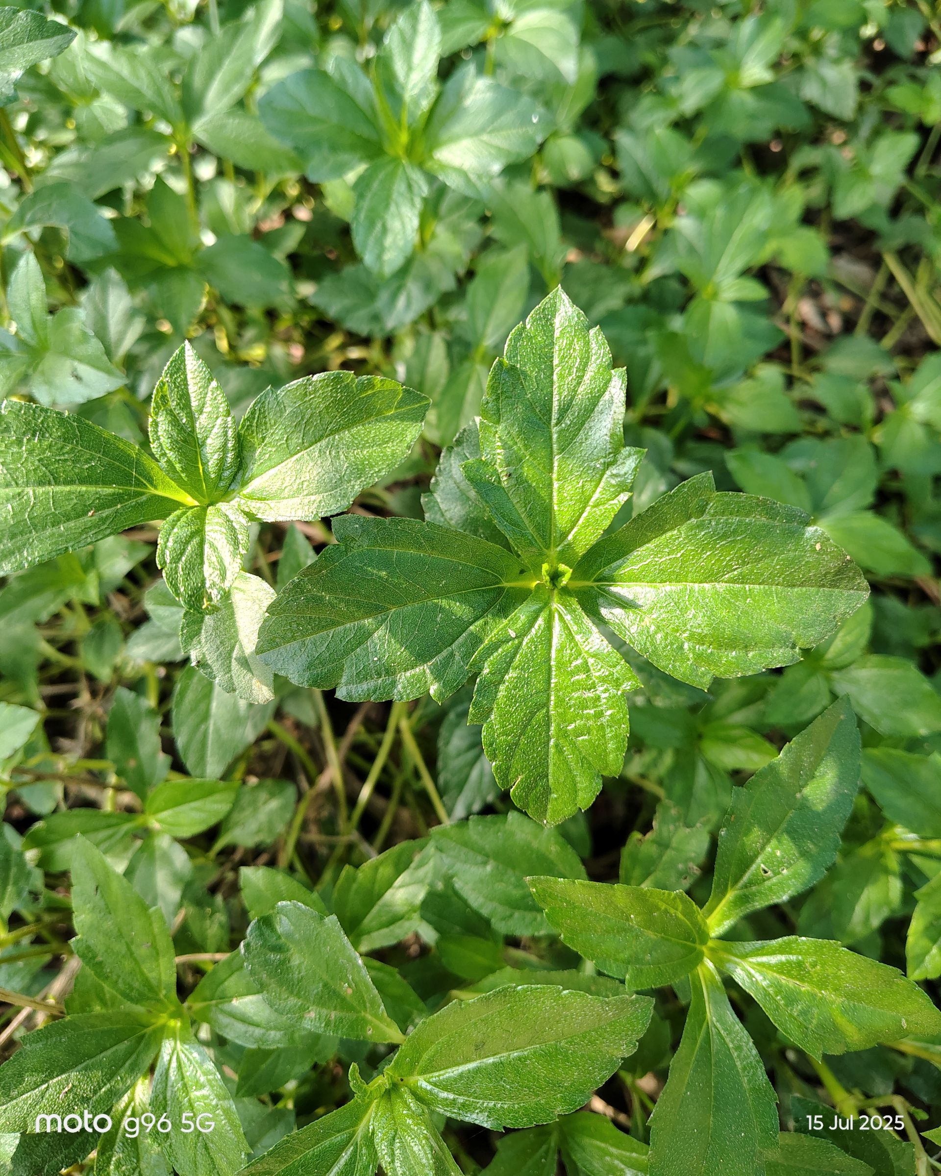 Moto G96 5G Review: A Closer Look at Motorola's Mid-Range Contender 13 Moto g96