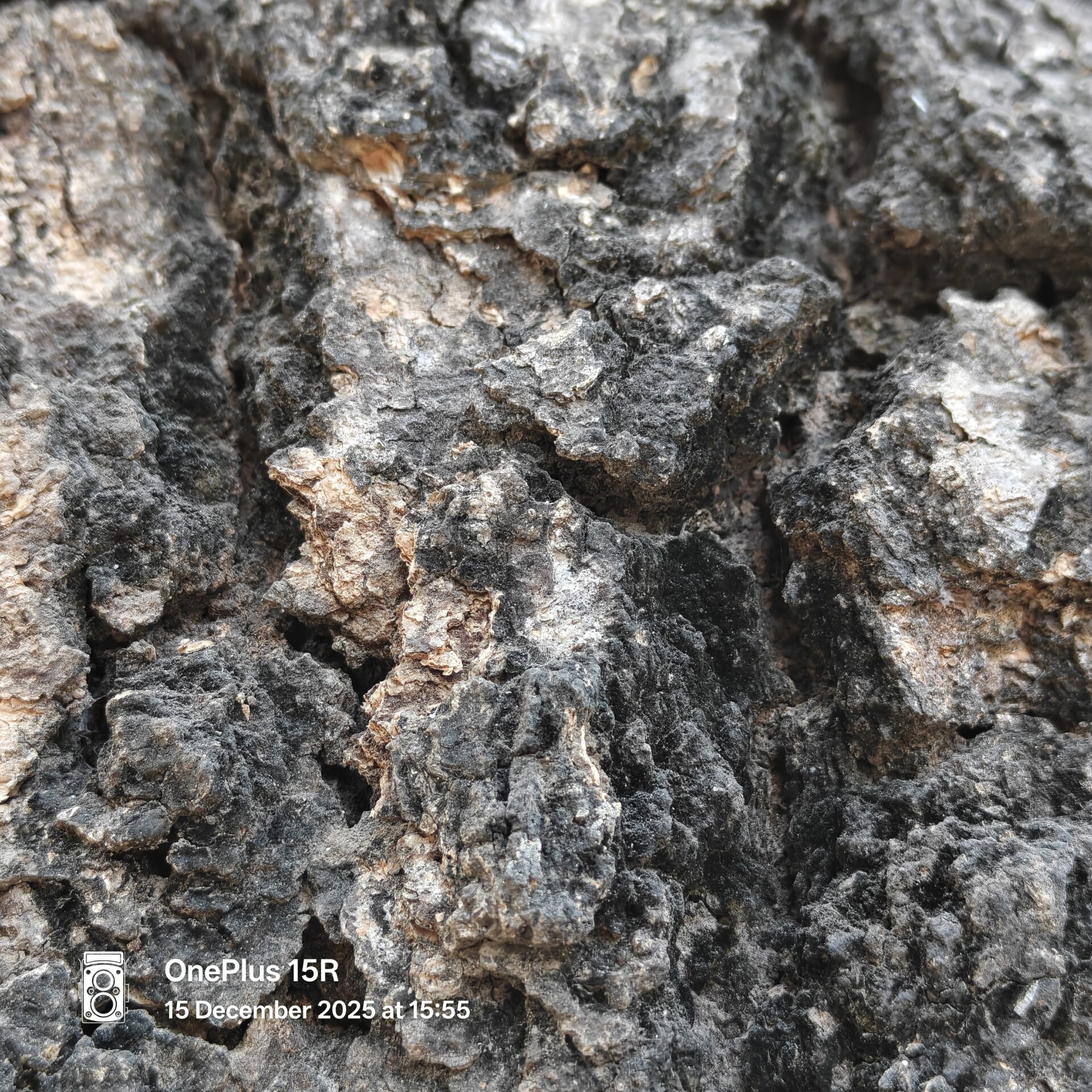 OnePlus 15R Camera Samples