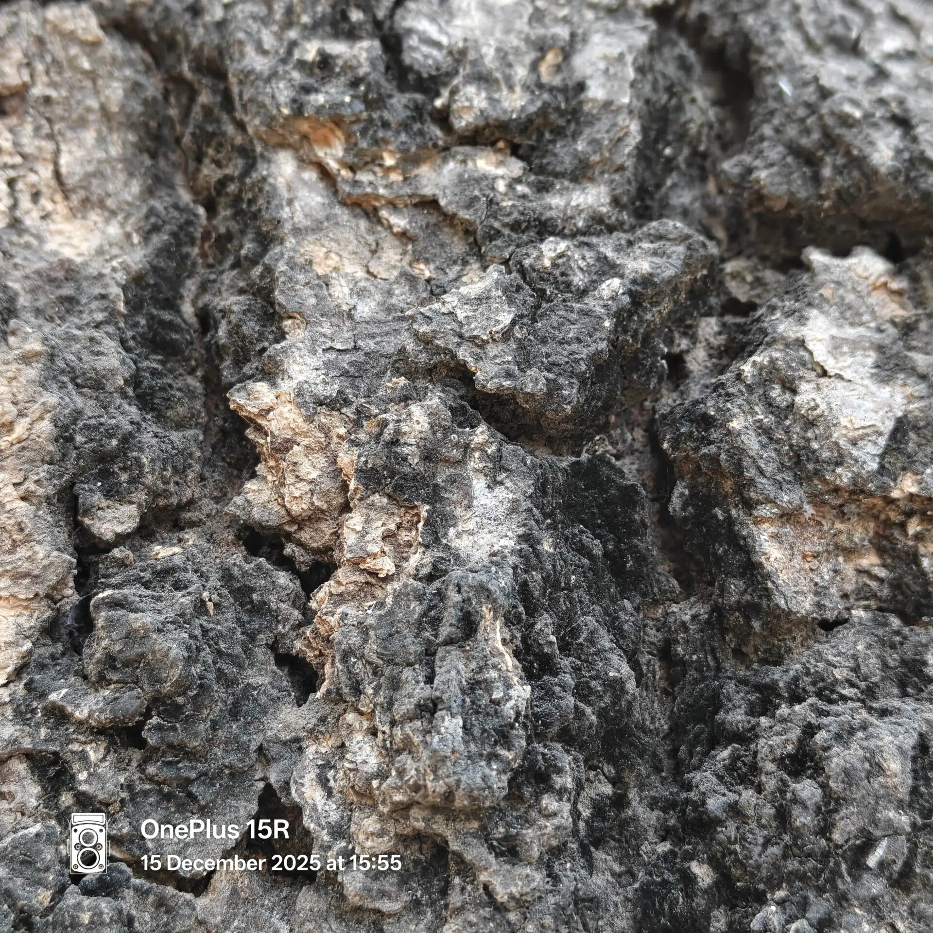 OnePlus 15R Camera Samples