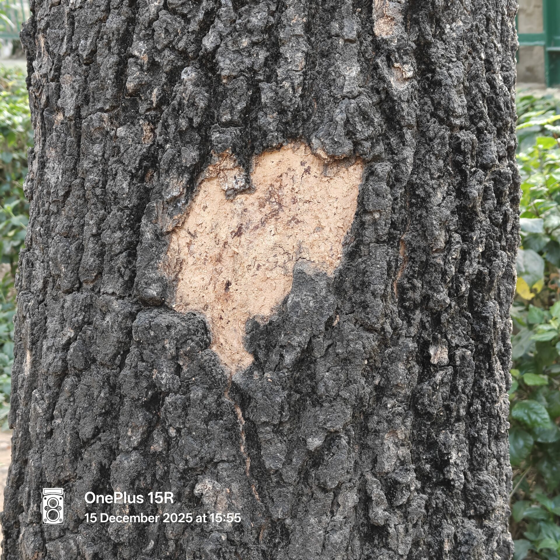 OnePlus 15R Camera Samples