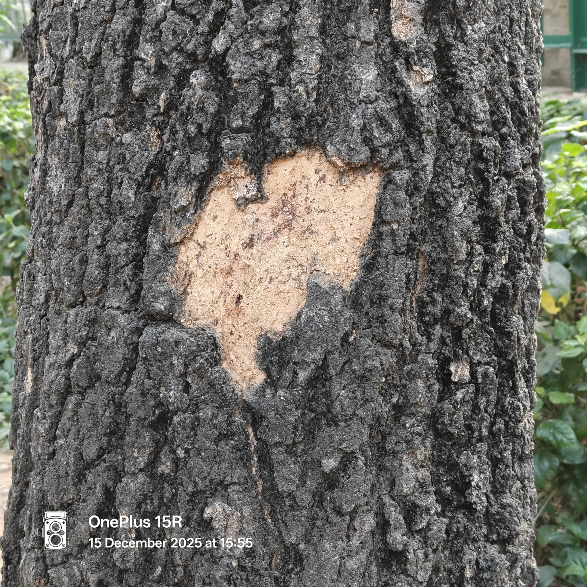 OnePlus 15R Camera Samples