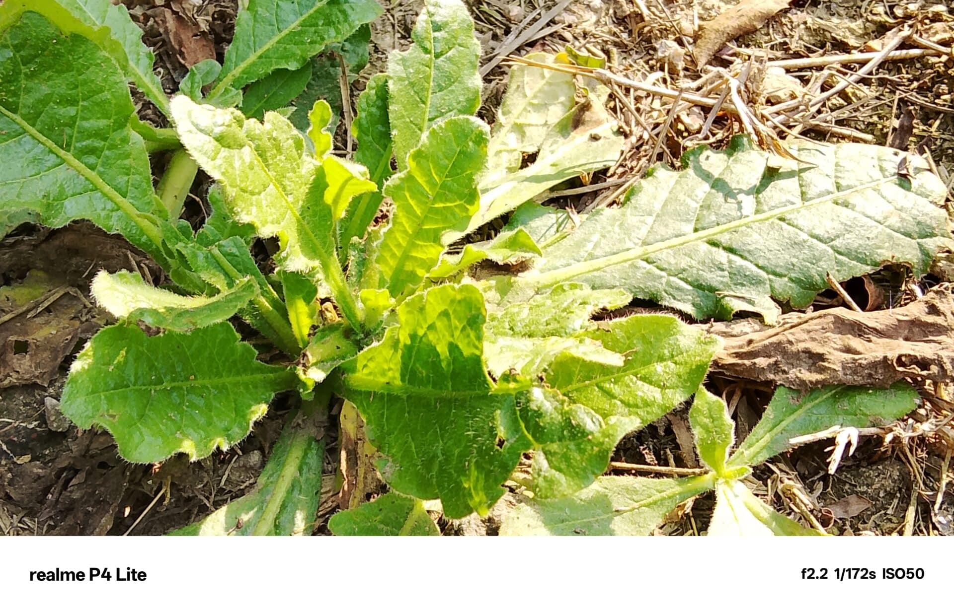 realme P4 Lite Review