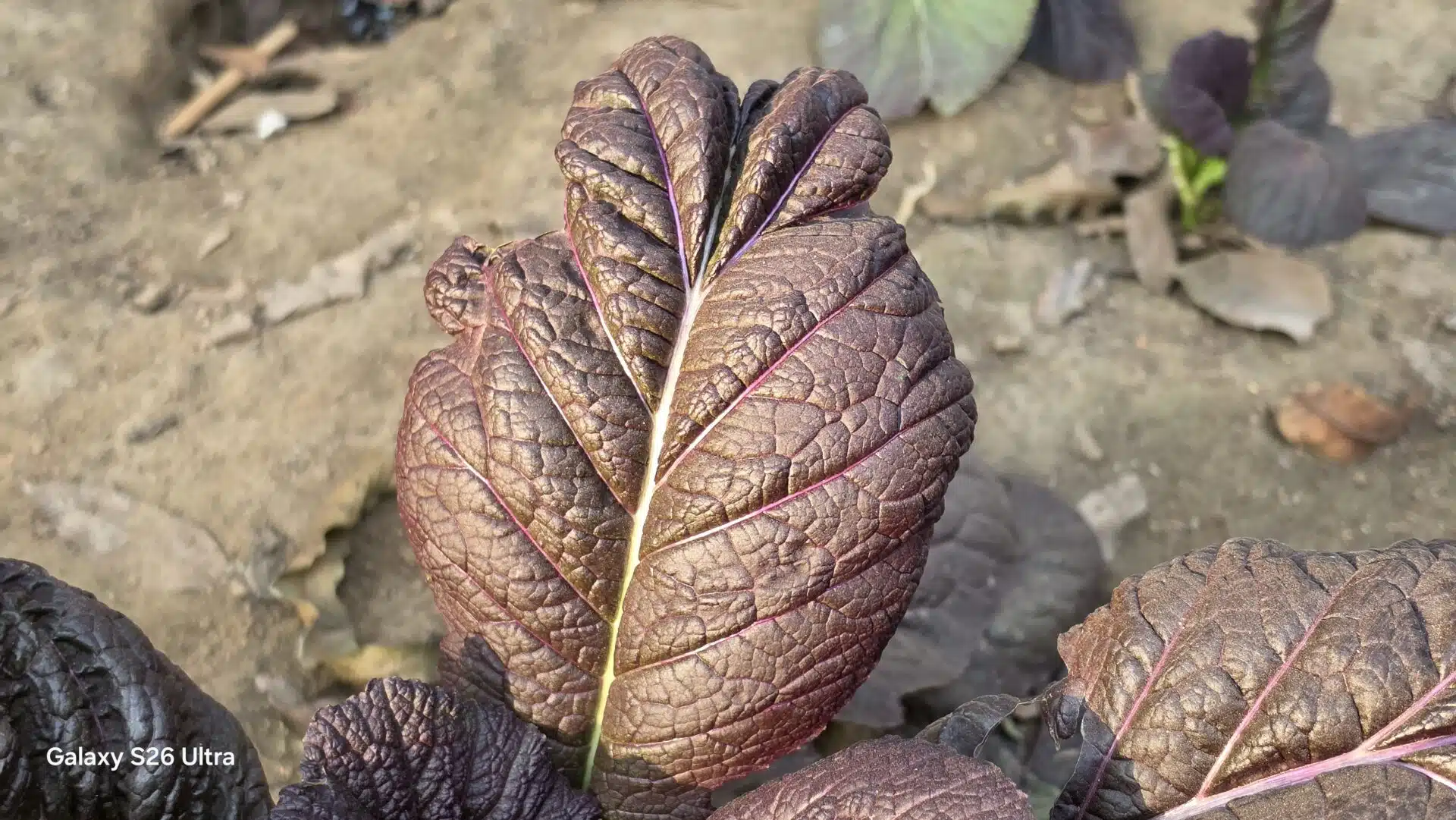 Samsung S26 Ultra Camera Samples 6