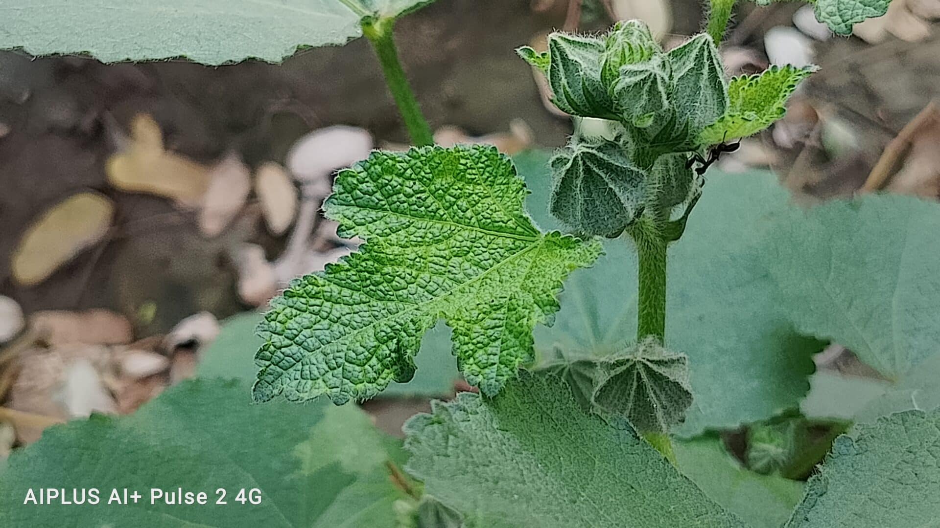 Ai Camera Samples 6