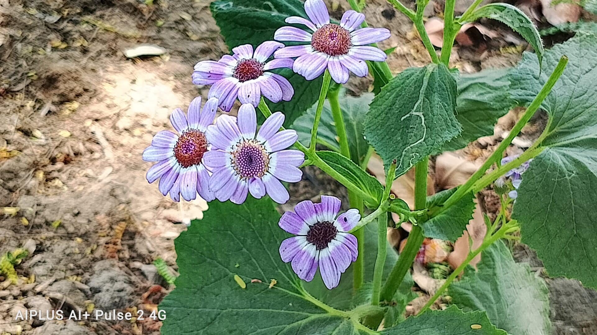 Ai Camera Samples 8