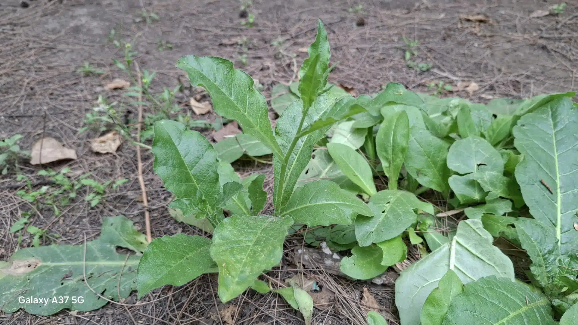 Samsung A37 Camera Samples 1