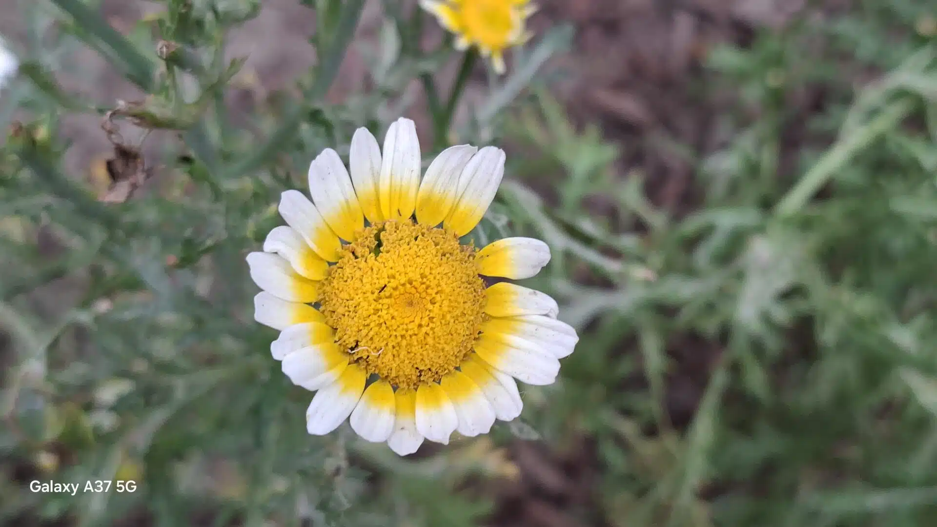 Samsung A37 Camera Samples 4