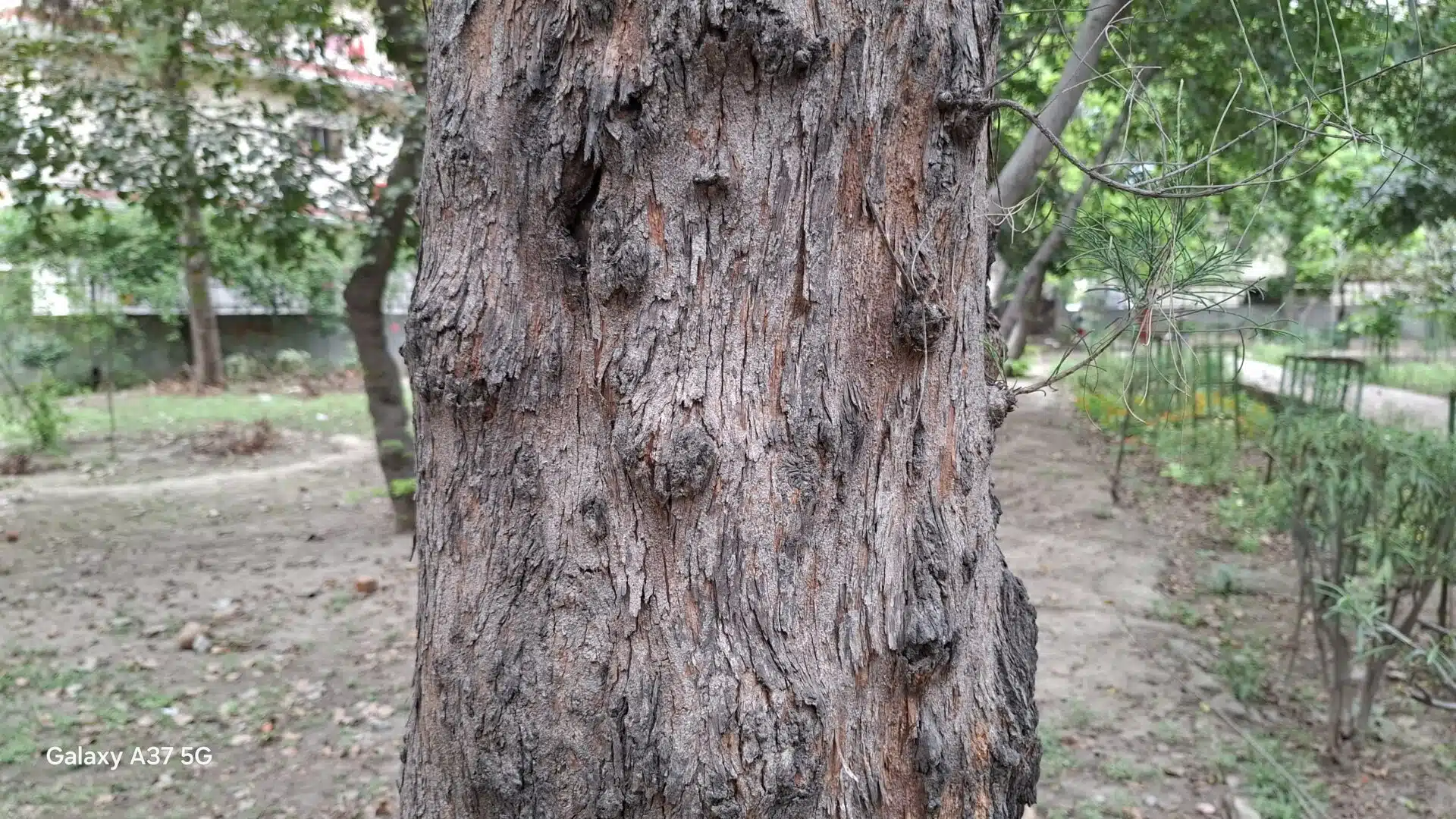 Samsung A37 Camera Samples 8